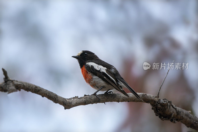 猩红知更鸟(Petroica boodang)